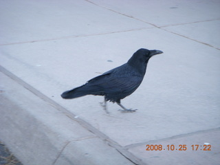 433 6nr. Bryce Canyon - raven