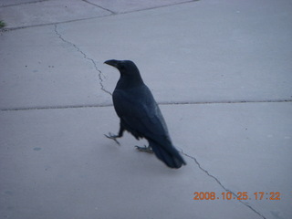 434 6nr. Bryce Canyon - raven