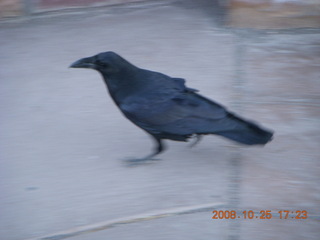 442 6nr. Bryce Canyon - raven