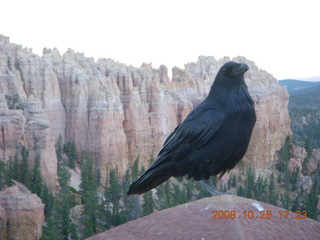 443 6nr. Bryce Canyon - raven and hoodoos