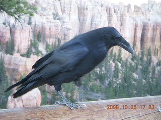 444 6nr. Bryce Canyon - raven and hoodoos