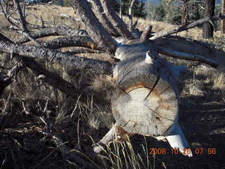 62 6ns. Bryce Canyon - tree cross-section - rim trail from fairyland to sunrise