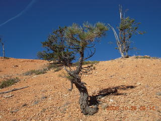 147 6ns. Bryce Canyon - Fairyland trail