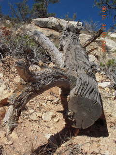 184 6ns. Bryce Canyon - Fairyland trail - tree cross section