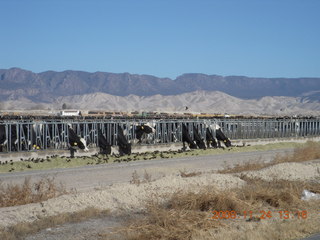 cattle feeding along the road