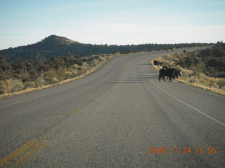 cows on the road to Canyonlands