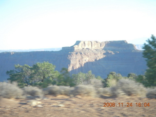 cows on the road to Canyonlands