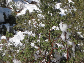 beth's Saturday zion-trip pictures - Zion National Park - Angels Landing hike