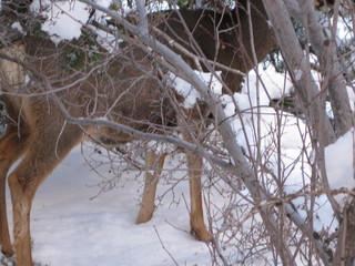 beth's Saturday zion-trip pictures - Zion National Park - Angels Landing hike - Debbie making snow angel