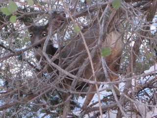 beth's Saturday zion-trip pictures - Zion National Park - Angels Landing hike