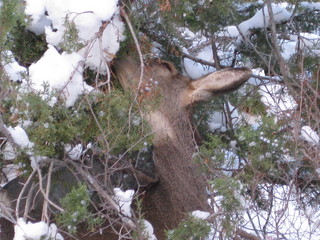 beth's Saturday zion-trip pictures - Zion National Park - Angels Landing hike - Adam