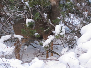 beth's Saturday zion-trip pictures - Zion National Park - Angels Landing hike