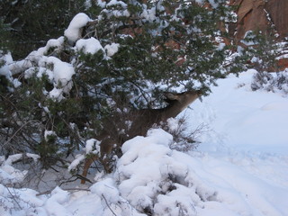 beth's Saturday zion-trip pictures - Zion National Park - Angels Landing hike - Adam