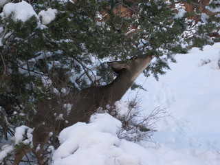 beth's Saturday zion-trip pictures - Zion National Park - Angels Landing hike