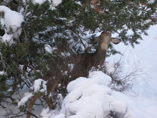 beth's Saturday zion-trip pictures - Zion National Park - Angels Landing hike