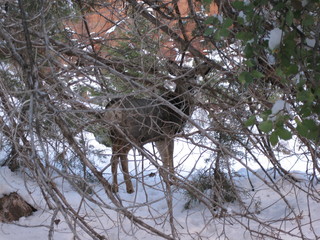beth's Saturday zion-trip pictures - Zion National Park - Angels Landing hike