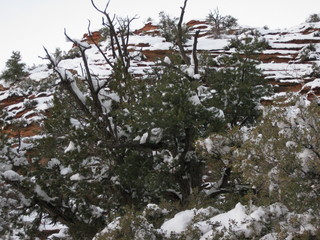 beth's Saturday zion-trip pictures - Zion National Park