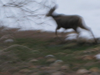 beth's Sunday zion-trip pictures - Zion National Park - pre-dawn riverwalk