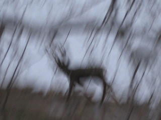 beth's Sunday zion-trip pictures - Zion National Park - pre-dawn riverwalk