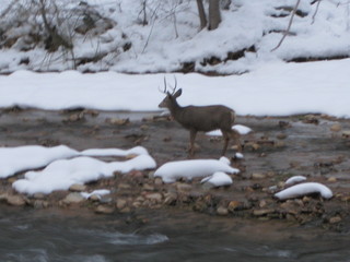 beth's Sunday zion-trip pictures - Zion National Park - mule deer