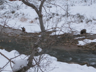 beth's Sunday zion-trip pictures - Zion National Park
