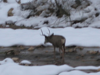 beth's Sunday zion-trip pictures - Zion National Park - mule deer