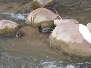 beth's Sunday zion-trip pictures - Zion National Park - mule deer