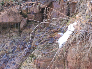 beth's Sunday zion-trip pictures - Zion National Park - Emerald Ponds hike