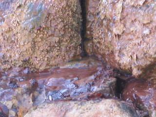 beth's Sunday zion-trip pictures - Zion National Park - Emerald Ponds hike