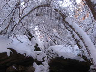 beth's Sunday zion-trip pictures - Zion National Park - Emerald Ponds hike