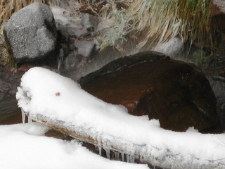 beth's Sunday zion-trip pictures - Zion National Park - Emerald Ponds hike
