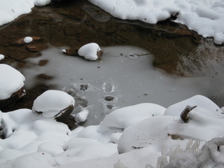 beth's Sunday zion-trip pictures - Zion National Park - Emerald Ponds hike