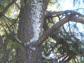 pine tree near Pine restaurant in Flagstaff