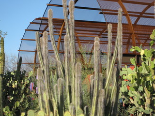 beth's Dale Chihuly pictures -