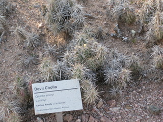 beth's Dale Chihuly pictures -