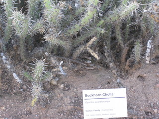 beth's Dale Chihuly pictures -