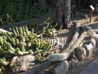 beth's Dale Chihuly pictures -