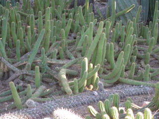 beth's Dale Chihuly pictures -