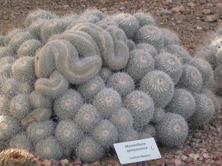 beth's Dale Chihuly pictures -