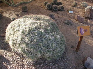 beth's Dale Chihuly pictures -