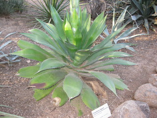 beth's Dale Chihuly pictures -