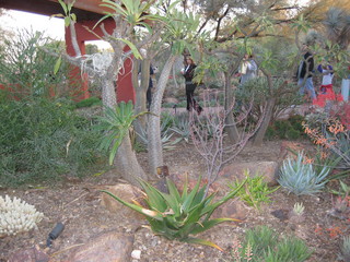 beth's Dale Chihuly pictures -