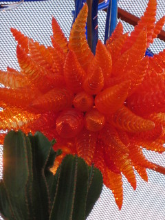 beth's Dale Chihuly pictures -