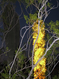 beth's Dale Chihuly pictures -