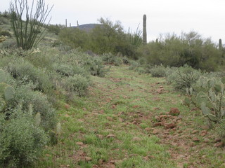 beth's pictures - Cave Creek mine hike - red flowers