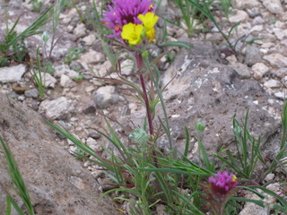 beth's pictures - Cave Creek mine hike - Adam