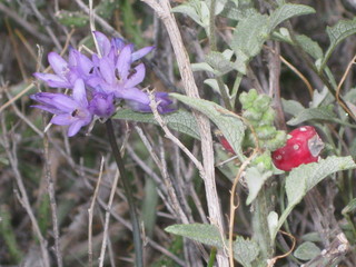 beth's pictures - Cave Creek mine hike - purple and red flowers