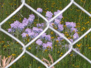 beth's pictures - Cave Creek mine hike - purple flowers seen through fence