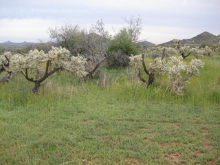 beth's pictures - Cave Creek mine hike