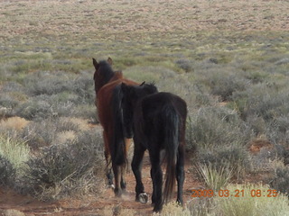 Monument Valley (UT25) run- horses